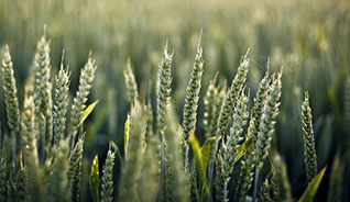 系统优化软件的加特林短信测压